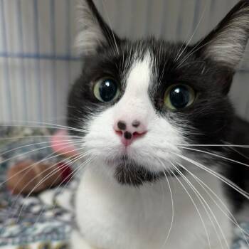 BB -  Domestic Short Hair Cat Available for Adoption in Blairsville, Georgia - BB | PetCurious