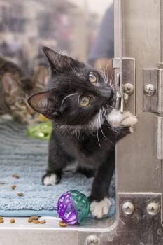 Chaco -  Tuxedo Cat for Adoption in Millville, Utah - Chaco | PetCurious