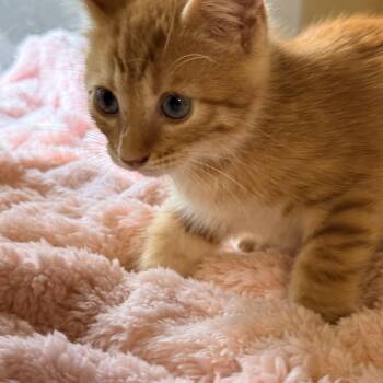 Sunny -  Domestic Short Hair and Tabby Cat for Adoption in Liverpool, Texas - Sunny | PetCurious