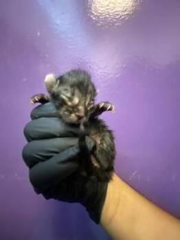 61419271 -  Domestic Short Hair Cat for Adoption in El Paso, Texas - 61419271 | PetCurious