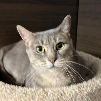 Trixie -  Domestic Short Hair Cat for Adoption in Buffalo, New York - Trixie | PetCurious