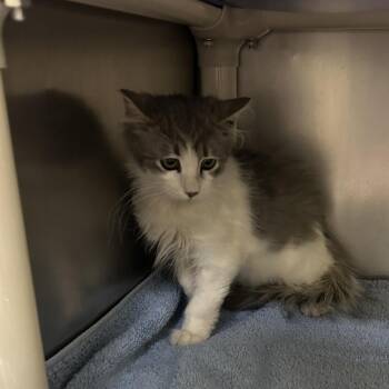 Shrimp Dumpling -  Domestic Long Hair Cat for Adoption in Cheyenne, Wyoming - Shrimp Dumpling | PetCurious