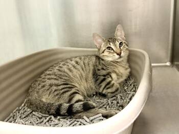 Rugelach -  Domestic Short Hair Cat for Adoption in Wantagh, New York - Rugelach | PetCurious