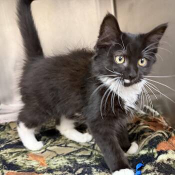 Rosebud -  Domestic Long Hair Cat for Adoption in Latrobe, Pennsylvania - Rosebud | PetCurious