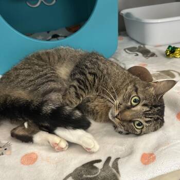 Domestic Short Hair Cats Available for Adoption in Titusville, Florida - Nisha | PetCurious