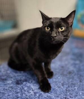 Parker -  Domestic Short Hair Cat for Adoption in Butte, Montana - Parker | PetCurious
