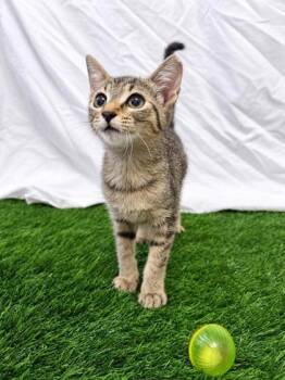 Lotty -  Domestic Short Hair Cat for Adoption in Covington, Louisiana - Lotty | PetCurious