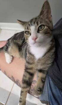 Booker -  Domestic Short Hair and Tabby Cat for Adoption in Poplar Grove, Illinois - Booker | PetCurious