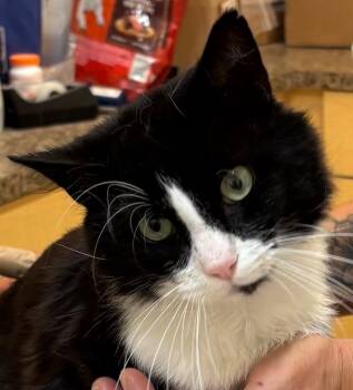 LIONHEART -  Domestic Medium Hair Cat for Adoption in Elizabethton, Tennessee - LIONHEART | PetCurious