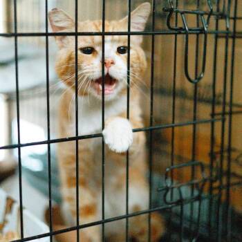 Orange Julius -  Domestic Short Hair Cat for Adoption in Los Angeles, California - Orange Julius | PetCurious