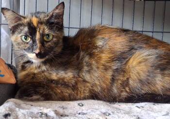 Biscotti -  Domestic Short Hair Cat for Adoption in Dickson, Tennessee - Biscotti | PetCurious