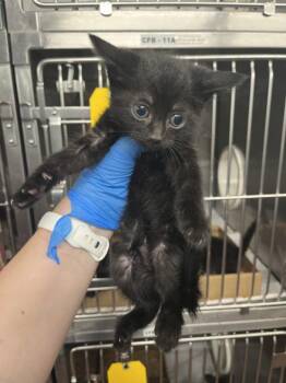 *EEVEE -  Domestic Short Hair Cat for Adoption in Woodland, California - *EEVEE | PetCurious