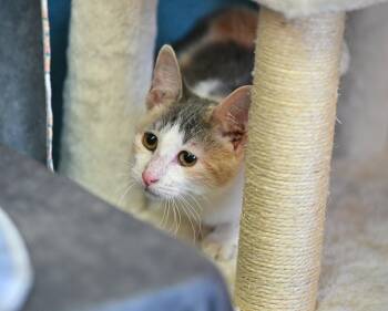 Rescue Dilute Calico Cats for Adoption in Falmouth, Maine - Midnight & Cream Puff | PetCurious