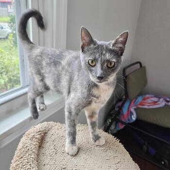 Murky -  Domestic Short Hair Cat for Adoption in Richmond, Virginia - Murky | PetCurious