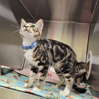 Domestic Short Hair Cats Available for Adoption in Dickson, Tennessee - Meowvin | PetCurious