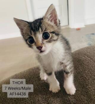 Thor -  Domestic Short Hair Cat for Adoption - Thor | PetCurious