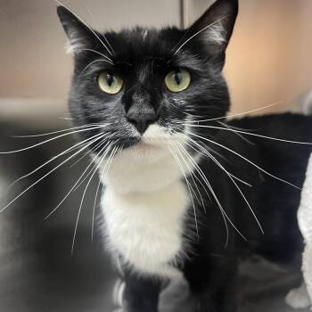 Coconut -  Domestic Short Hair Cat for Adoption in Pasadena, California - Coconut | PetCurious