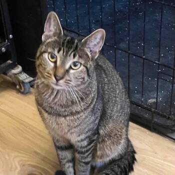 Mango -  Domestic Short Hair Cat for Adoption in Quakertown, Pennsylvania - Mango | PetCurious