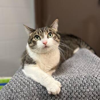 Joey -  Domestic Short Hair Cat for Adoption in Fargo, North Dakota - Joey | PetCurious