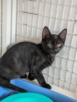 Ryan -  Domestic Short Hair Cat for Adoption in Chambersburg, Pennsylvania - Ryan | PetCurious