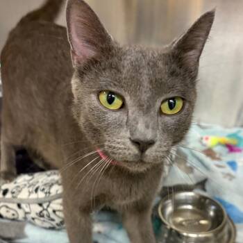 Twilight -  Domestic Short Hair Cat for Adoption in Chattanooga, Tennessee - Twilight | PetCurious