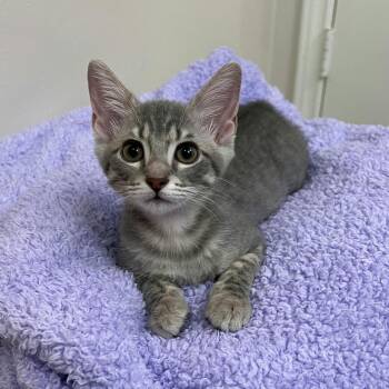 Domestic Short Hair Cats Available for Adoption in Houston, Texas - Dorothy | PetCurious