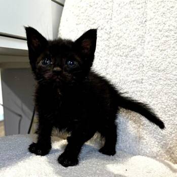 Domestic Short Hair Cats Available for Adoption in Long Beach, California - Yeti | PetCurious