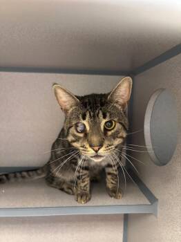 Pirate -  Domestic Short Hair Cat for Adoption in Liverpool, New York - Pirate | PetCurious