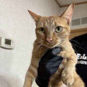 Dreamsicle -  Domestic Short Hair Cat for Adoption in Belleville, Illinois - Dreamsicle | PetCurious