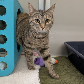 Rescue Domestic Short Hair Cats for Adoption in Saint Charles, Missouri - Lela | PetCurious