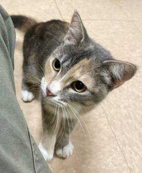 Dilly -  Domestic Short Hair Cat for Adoption in Little Rock, Arkansas - Dilly | PetCurious