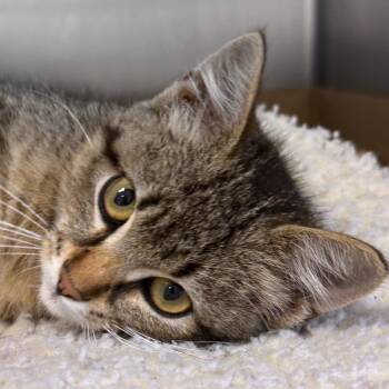 Skittles -  Domestic Short Hair Cat for Adoption in Ottawa, Kansas - Skittles | PetCurious