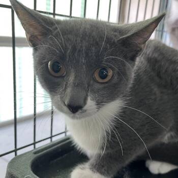Sterling -  Domestic Short Hair Cat for Adoption in Sarasota, Florida - Sterling | PetCurious
