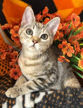5/28/26 Ciabatta -  Domestic Short Hair Cat for Adoption in Stillwater, Oklahoma - 5/28/26 Ciabatta | PetCurious