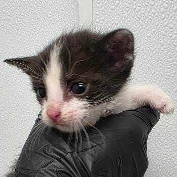 Asphalt -  Domestic Short Hair Cat for Adoption in Abilene, Texas - Asphalt | PetCurious