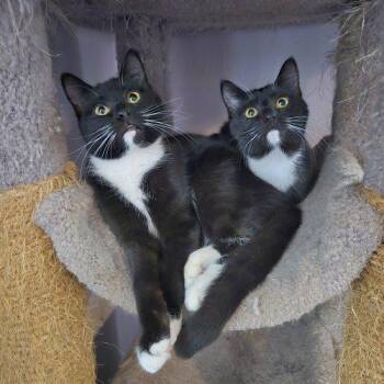 Tuxedo and Domestic Short Hair Cats Available for Adoption - Betty | PetCurious
