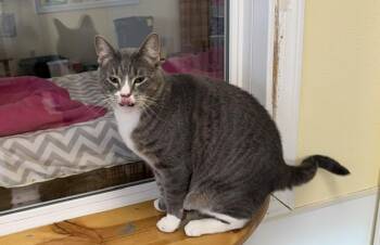 Remee -  Domestic Short Hair Cat for Adoption in Mauston, Wisconsin - Remee | PetCurious