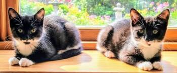 Rescue Domestic Short Hair Cats for Adoption in Lansdowne, Pennsylvania - Cathy & Peggy | PetCurious