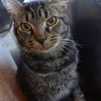 Neva -  Domestic Short Hair Cat for Adoption in Asheville, North Carolina - Neva | PetCurious