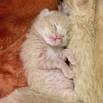 Domestic Short Hair Cats Available for Adoption in Durango, Colorado - Tubby | PetCurious