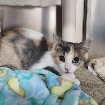 Rose Quartz -  Domestic Short Hair Cat for Adoption in Walker, Michigan - Rose Quartz | PetCurious