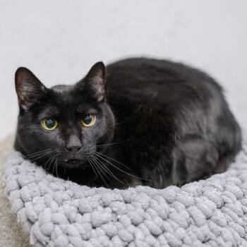 GRIM -  Domestic Short Hair Cat for Adoption in Hamilton Township, New Jersey - GRIM | PetCurious