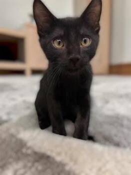 Ivan Kotenok -  Domestic Short Hair Cat for Adoption in Chandler, Arizona - Ivan Kotenok | PetCurious