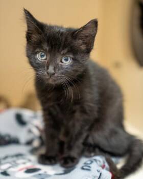 Greg -  Domestic Short Hair Cat for Adoption in Pequot Lakes, Minnesota - Greg | PetCurious