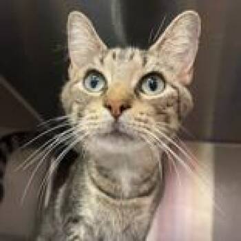 Shanice -  Domestic Short Hair and Mixed Breed Cat for Adoption in Ashtabula, Ohio - Shanice | PetCurious