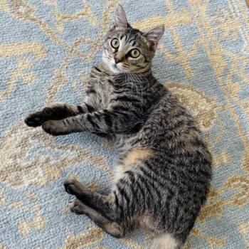 Tippy -  Domestic Short Hair Cat for Adoption in Sarasota, Florida - Tippy | PetCurious