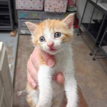 Domestic Short Hair Cats Available for Adoption in Dallas, Texas - Mocha | PetCurious