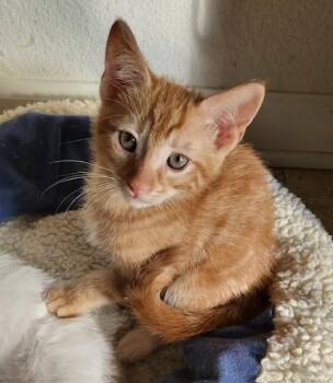 Rescue Tabby Cats for Adoption in Parlier, California - Bill Bailey | PetCurious
