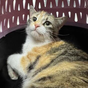 Mishka -  Domestic Short Hair Cat for Adoption in Des Moines, Iowa - Mishka | PetCurious