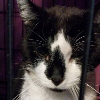 Gordon -  Domestic Short Hair Cat Available for Adoption in Pennsville Township, New Jersey - Gordon | PetCurious